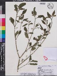 Solanum americanum image