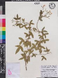Cnidoscolus urens image
