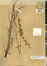 Sorghastrum secundum image