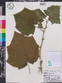 Solanum incarceratum image