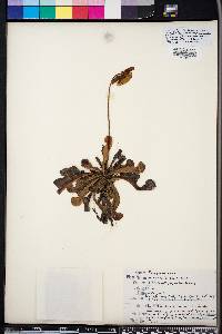 Sarracenia psittacina image