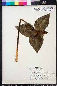 Trillium decipiens image