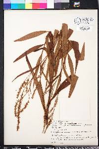 Polygonum densiflorum image