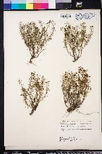 Scoparia montevidensis image