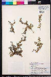 Hedyotis procumbens image