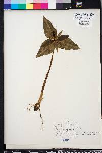 Trillium decipiens image