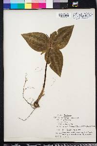Trillium underwoodii image