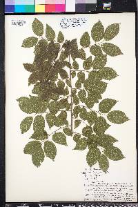 Celtis tenuifolia image