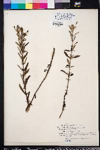 Mecardonia acuminata image