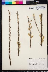 Salix rigida image