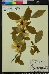 Stewartia malacodendron image