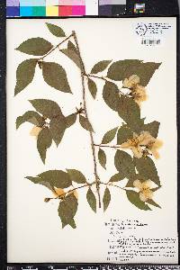 Philadelphus inodorus image