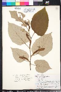 Tilia heterophylla image