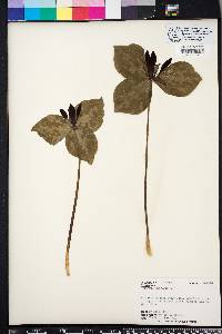 Trillium maculatum image