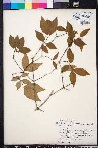 Philadelphus inodorus image