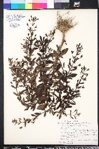 Mecardonia acuminata image