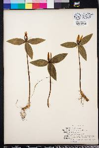 Trillium lancifolium image