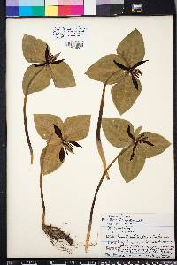 Trillium stamineum image