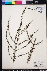 Seymeria pectinata image