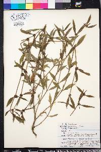 Spermacoce glabra image
