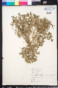 Richardia scabra image