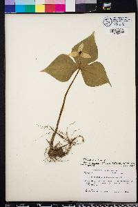 Trillium erectum image