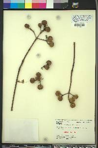Pinckneya bracteata image