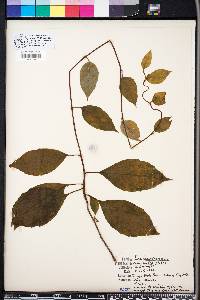 Schisandra glabra image