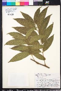Sapindus mukorossi image