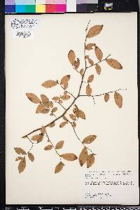 Ulmus crassifolia image