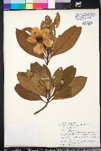 Gordonia lasianthus image
