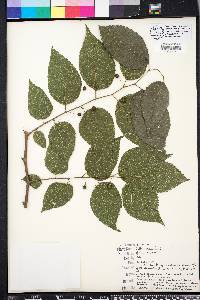 Celtis tenuifolia image