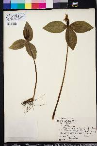 Trillium lancifolium image