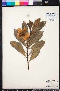 Gordonia lasianthus image