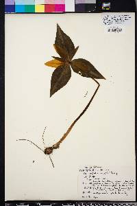 Trillium decipiens image