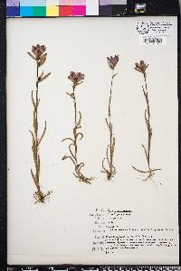 Castilleja indivisa image