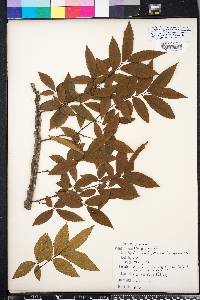 Ulmus alata image