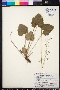 Heuchera americana image