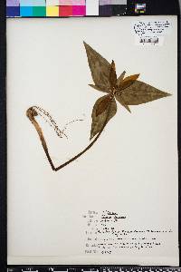 Trillium decipiens image