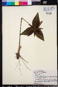 Trillium decipiens image