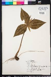 Trillium underwoodii image