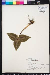 Trillium underwoodii image