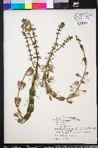 Limnophila sessiliflora image