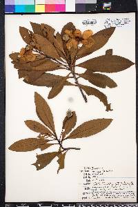 Gordonia lasianthus image