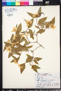 Philadelphus inodorus image