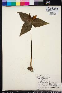 Trillium decipiens image