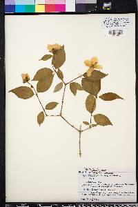 Philadelphus inodorus image