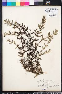 Mecardonia acuminata image