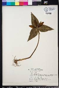 Trillium decipiens image