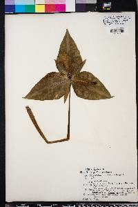 Trillium decipiens image